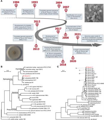 Mesoplasma florum: a near-minimal model organism for systems and synthetic biology